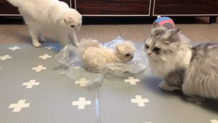主人新买只小狗,家里的猫咪:这是给我们买的宠物吗